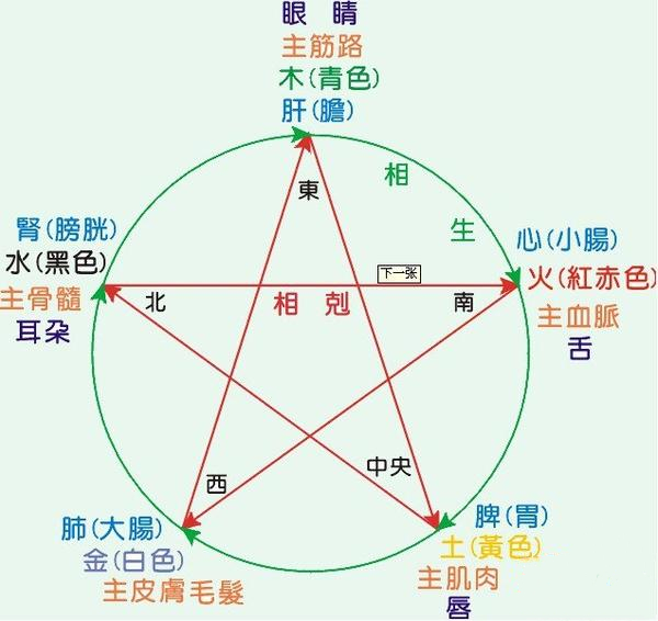 五脏六腑指的是哪些器官（人体的五脏六腑在什么位置）-第3张图片