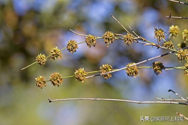 为什么说竹子开花赶紧搬家（竹子开花马上搬家什么意思）-第6张图片