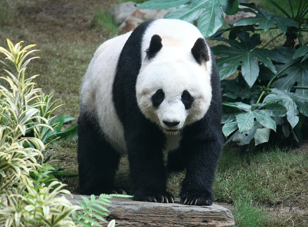 大熊猫生活在什么地方（为什么野生大熊猫只在中国有）-第4张图片