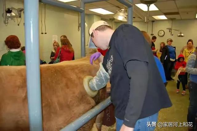 美国人养牛在牛身上开洞是真的吗（牛场在牛身上开一个洞）-第1张图片