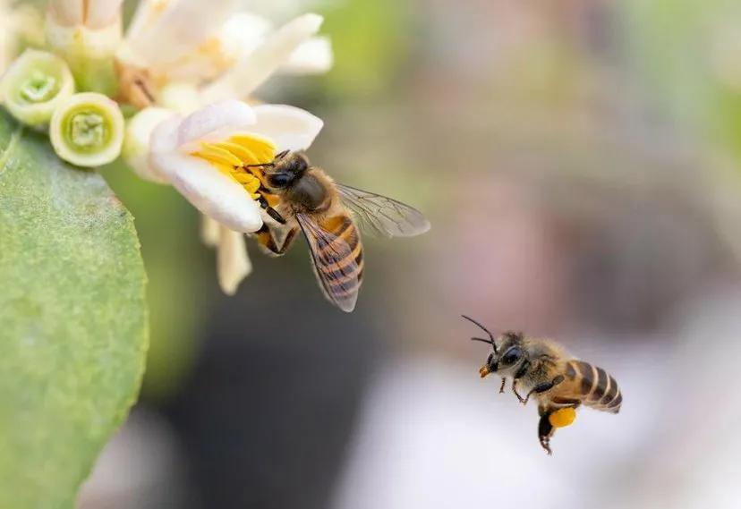 蜜蜂蜇人后为什么会死去（蜜蜂蜇了人后自己也会死的原因）-第6张图片