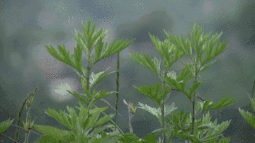 芒种季节有哪些习俗(芒种季节24节气)-第3张图片 芒种季节有哪些习俗(芒种季节24节气)-第3张图片