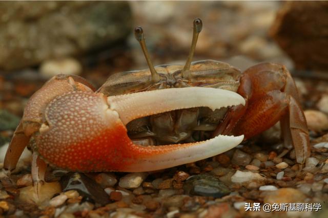 为什么地球上大多数生物都是对称（造成生物界对称根本原因）-第3张图片