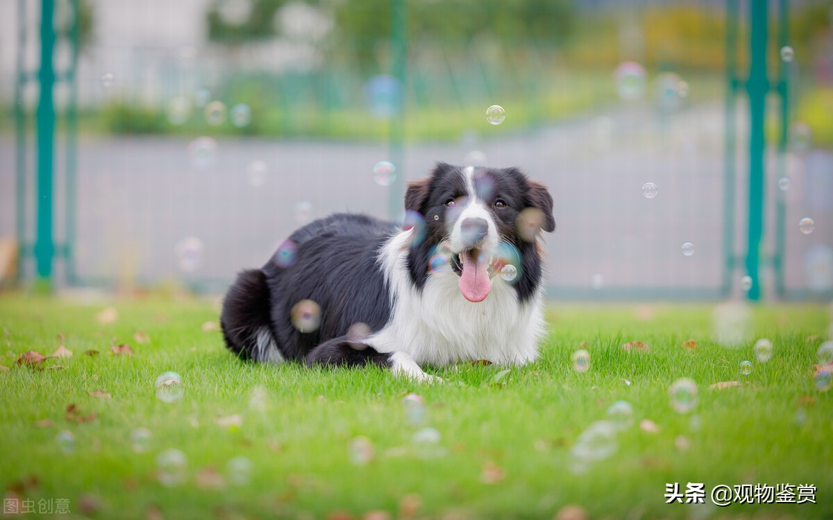边牧是中型犬还是大型犬（边牧的食量受到什么因素的影响）-第4张图片