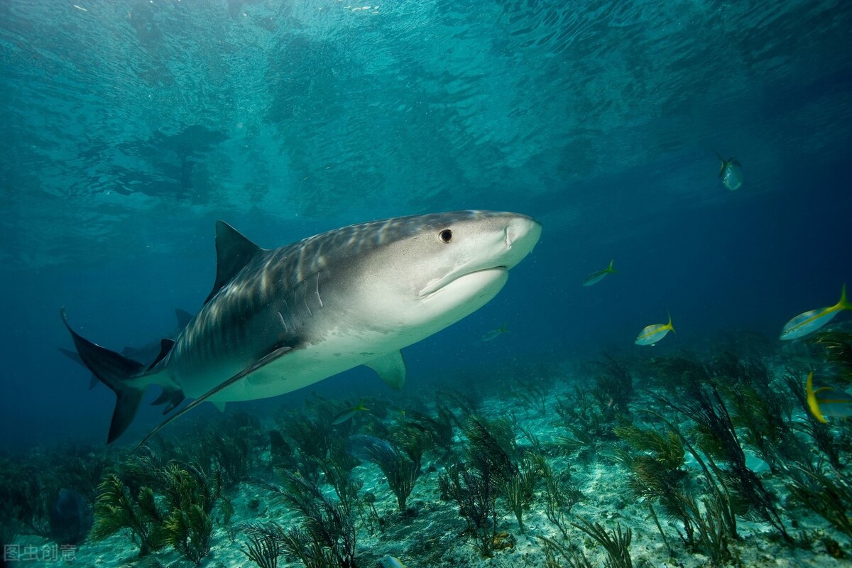 世界上十大恐怖鲨鱼排名（十大凶猛的鲨鱼排行榜）-第6张图片