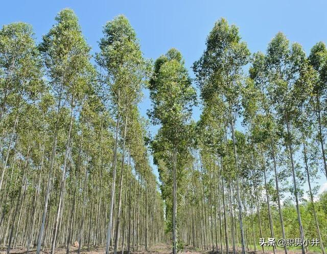 中国禁止种桉树吗（桉树的危害国家有政策不给种吗）-第10张图片