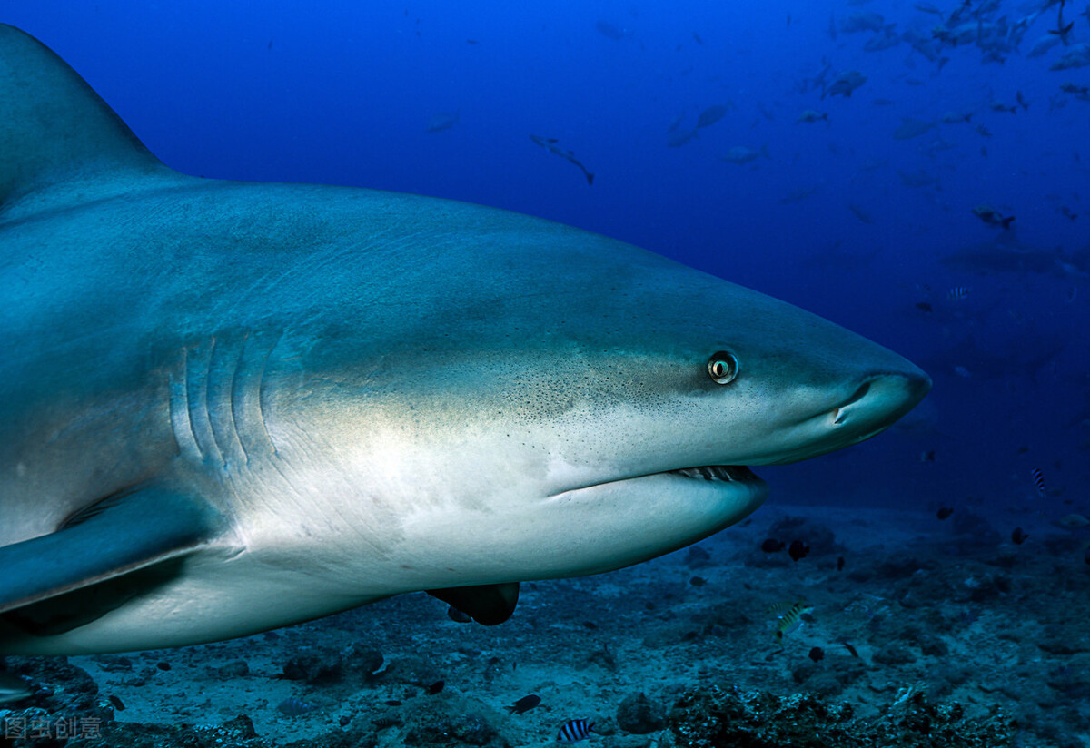 世界上十大恐怖鲨鱼排名（十大凶猛的鲨鱼排行榜）-第9张图片
