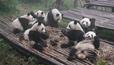 大熊猫生活在什么地方（为什么野生大熊猫只在中国有）-第13张图片