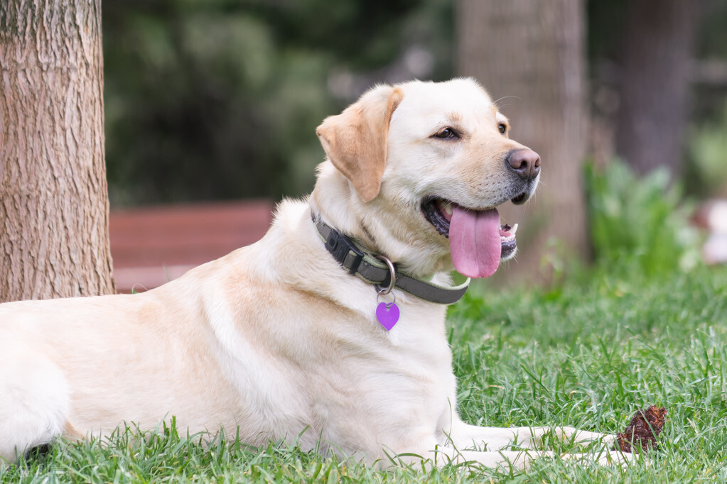 拉布拉多犬的优缺点（拉布拉多犬优点和缺点都有哪些）-第1张图片