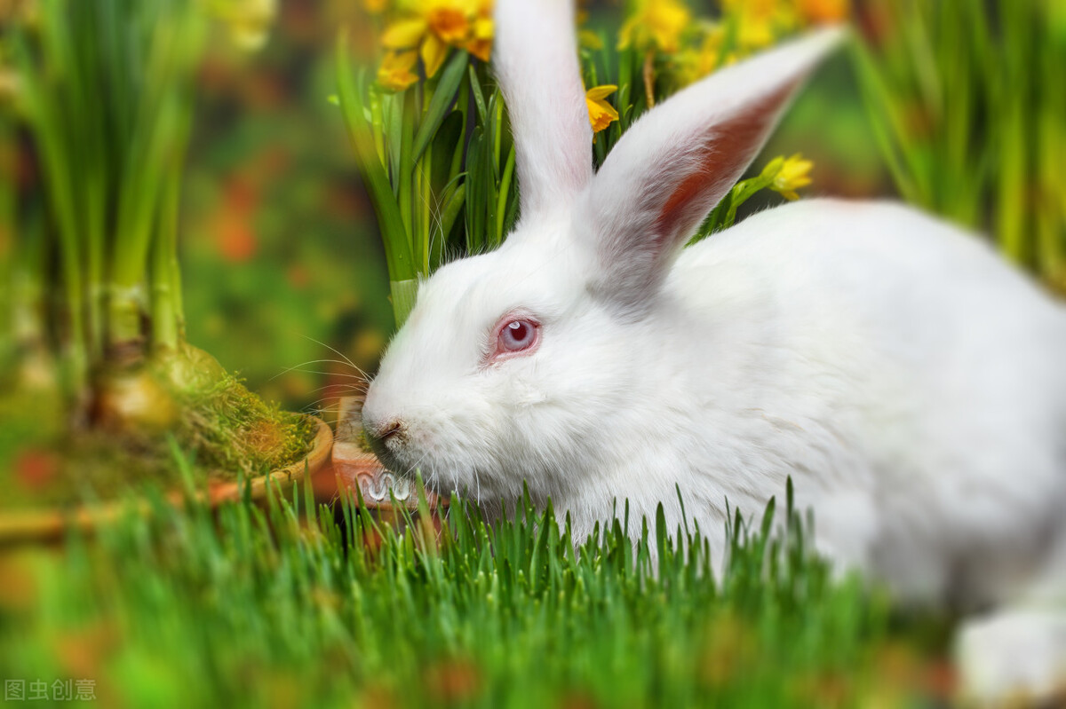 兔子的生活特征和生活方式（兔子有什么习性应该怎么养）-第1张图片