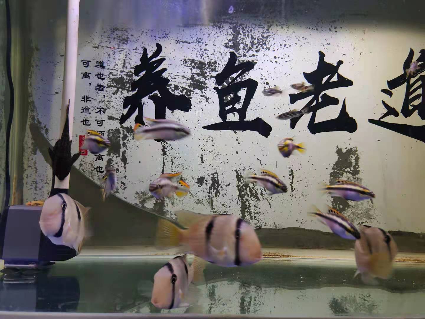 给鱼消炎用什么药最好（观赏鱼消炎杀菌用什么药好）-第4张图片