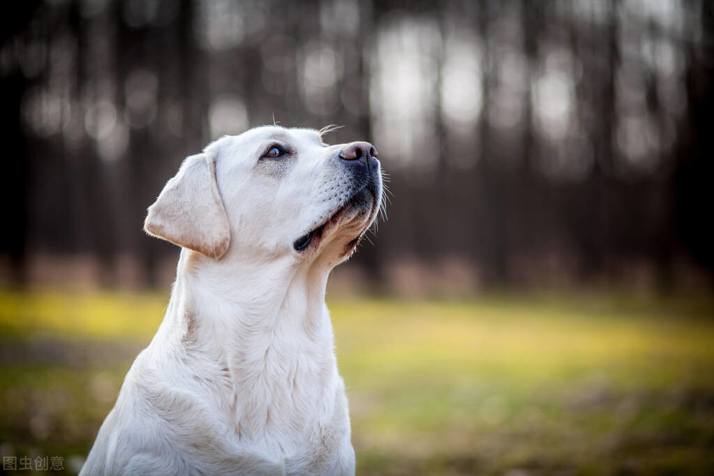 拉布拉多犬的优缺点（拉布拉多犬优点和缺点都有哪些）-第5张图片