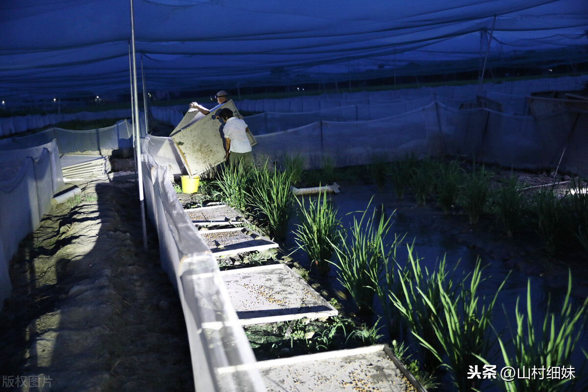 家养的小青蛙吃什么食物（4种青蛙最爱的食物介绍）-第3张图片