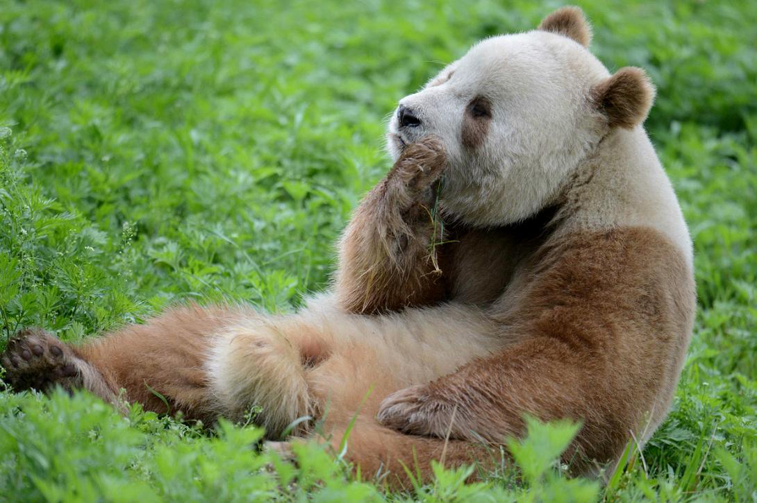 大熊猫生活在什么地方（为什么野生大熊猫只在中国有）-第15张图片