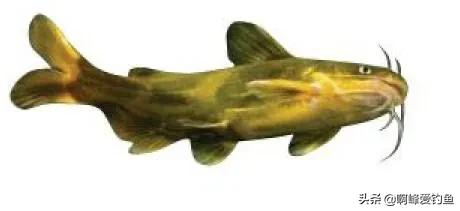 黄骨鱼是海鱼还是淡水鱼（黄骨鱼和黄辣丁有什么区别）-第3张图片