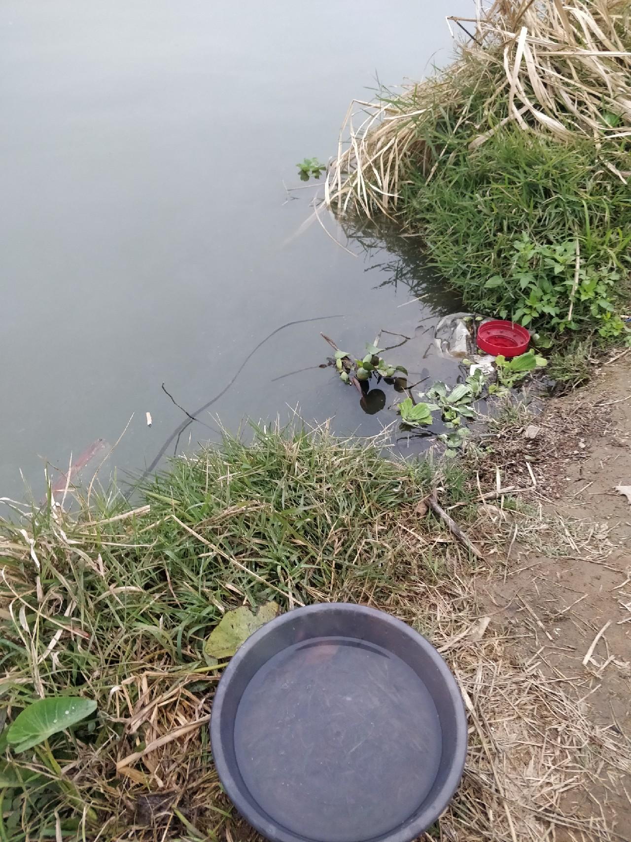 如何野钓鲫鱼(钓鲫鱼秘诀)-第13张图片 如何野钓鲫鱼(钓鲫鱼秘诀)-第13张图片