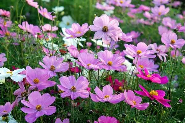 夏天开什么花(秋天开什么花)-第6张图片 夏天开什么花(秋天开什么花)-第6张图片