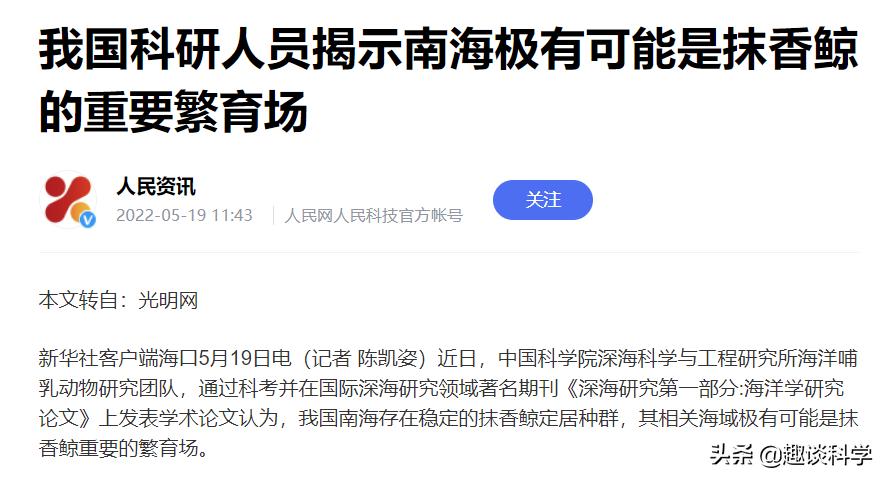 中国抹香鲸搁浅事件案例（抹香鲸为什么会被搁浅死亡）-第7张图片