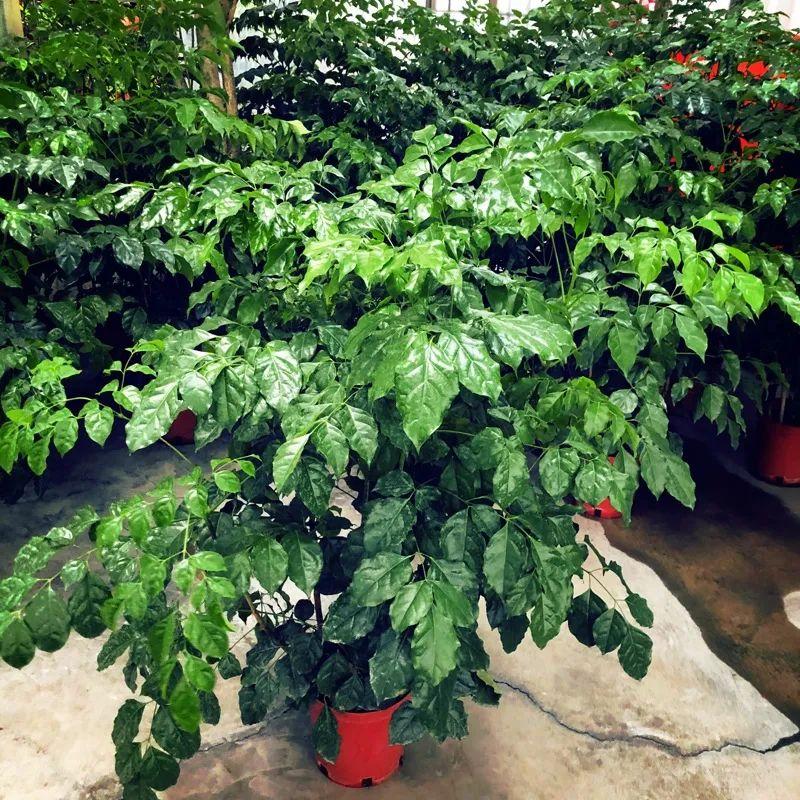 幸福树新芽发黑枯萎-第10张图片 幸福树新芽发黑枯萎-第10张图片