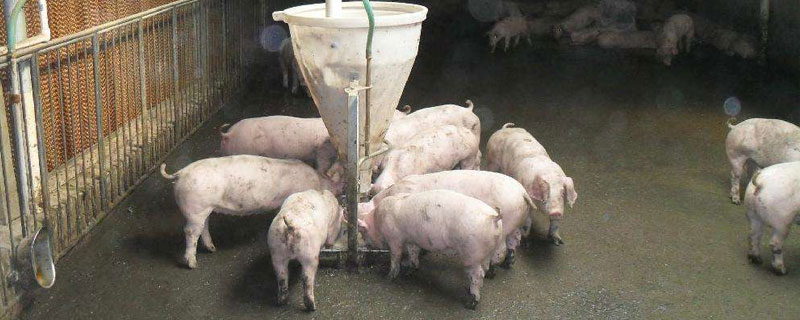 猪饲料配方(养猪准备自己配制猪饲料，谁有好的饲料配方推荐吗)-第1张图片