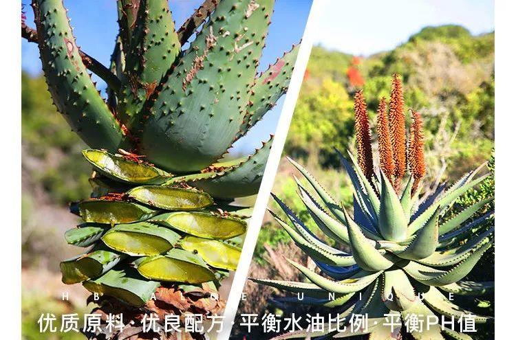 芦荟胶对痘痘和痘印有效果吗(每天晚上坚持涂芦荟胶的效果)-第6张图片 芦荟胶对痘痘和痘印有效果吗(每天晚上坚持涂芦荟胶的效果)-第6张图片
