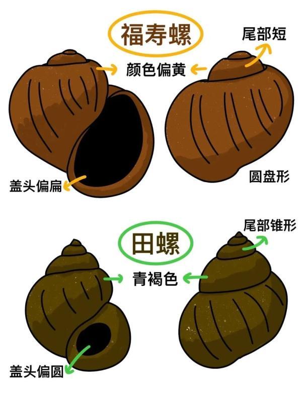 福寿螺和田螺的区别(如何区分福寿螺和田螺)-第1张图片