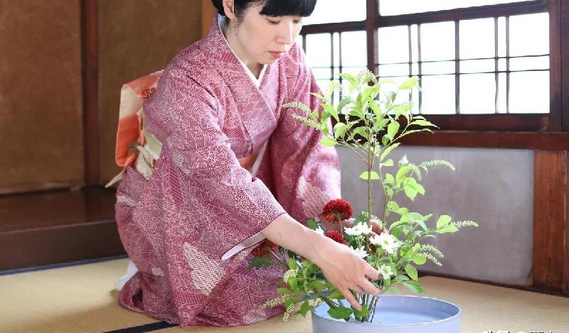 日本的国花是菊花还是樱花（日本国花为什么不是樱花）-第1张图片