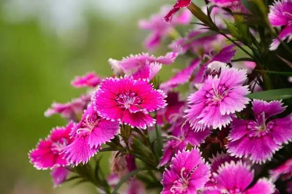 夏天开什么花(秋天开什么花)-第4张图片 夏天开什么花(秋天开什么花)-第4张图片