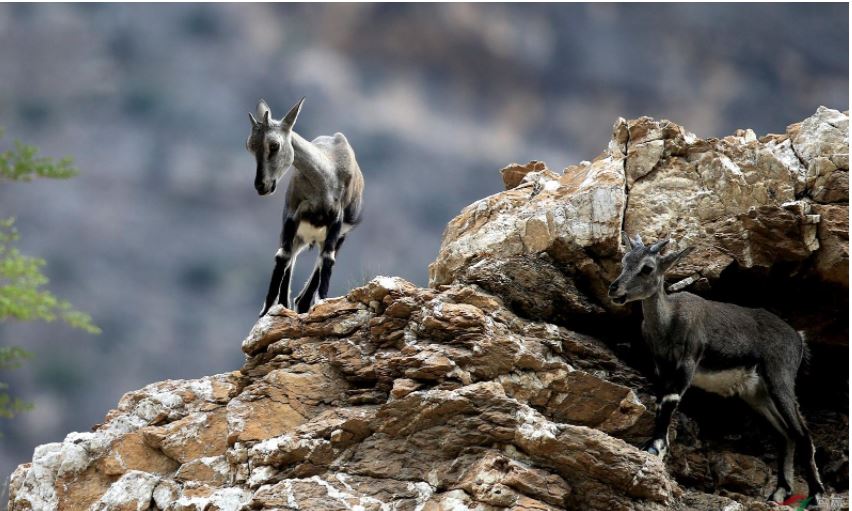 为什么青藏高原上的羊能在垂直悬崖上跳跃奔跑-第8张图片