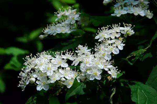 夏天开什么花(秋天开什么花)-第3张图片 夏天开什么花(秋天开什么花)-第3张图片