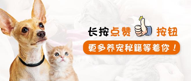 适合家养的小型犬,十种不宜在家养的狗-第13张图片 适合家养的小型犬,十种不宜在家养的狗-第13张图片