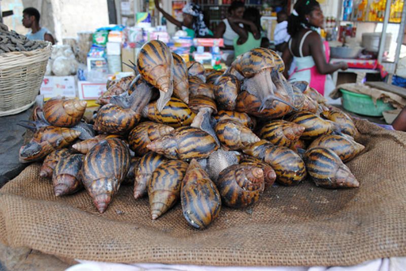 非洲大蜗牛可以吃吗（非洲的大蜗牛到底能不能食用）-第9张图片