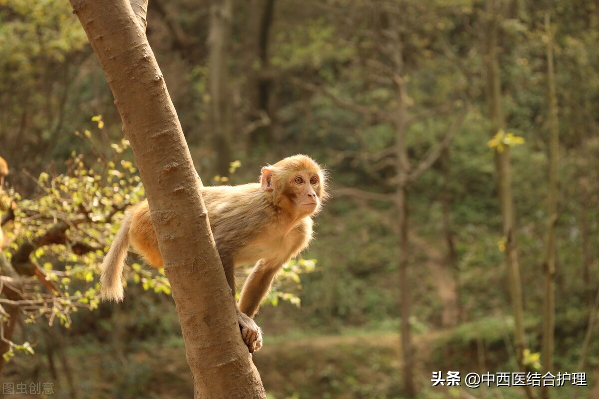 躲春怎么躲(大年初四遇上立春，年景好吗？什么人要躲春？怎么一个躲法)-第2张图片