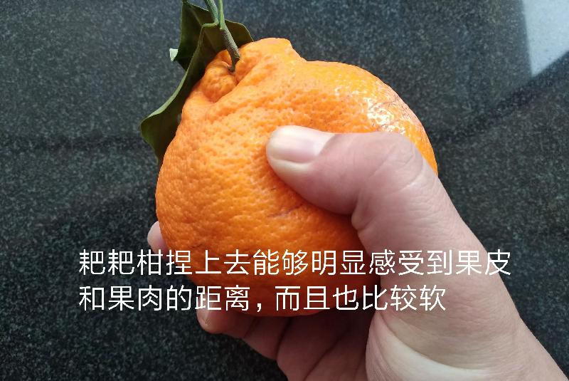 丑橘和粑粑柑哪个贵（丑橘粑粑柑哪个营养价值高更好吃）-第5张图片
