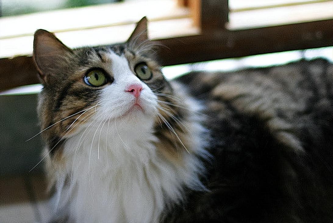 猫的品种有哪些(俄罗斯猫的品种有哪些)-第2张图片 猫的品种有哪些(俄罗斯猫的品种有哪些)-第2张图片