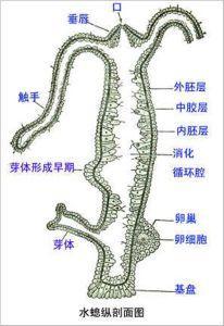 无性繁殖的动物有哪些(世界十大无性繁殖动物)-第5张图片 无性繁殖的动物有哪些(世界十大无性繁殖动物)-第5张图片