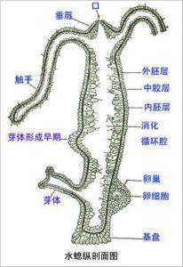 无性繁殖的动物有哪些（世界十大无性繁殖动物）-第5张图片