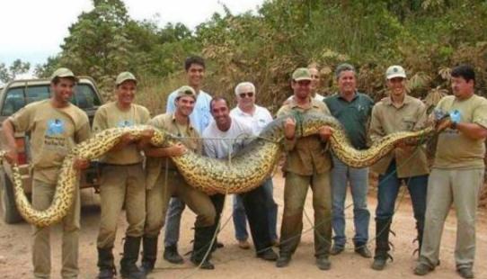 世界最大的蛇有多大多少斤（目前发现最大的蛇在哪里）-第5张图片