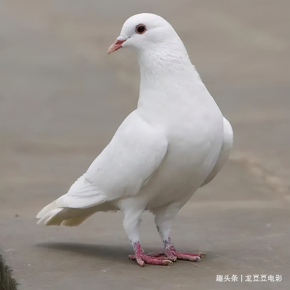 为什么失约叫放鸽子（放鸽子是一种什么行为）-第2张图片