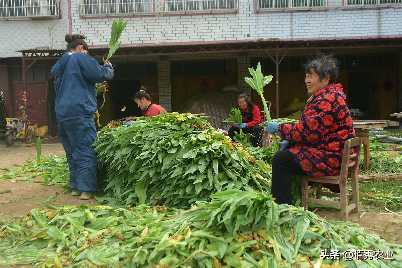 贡菜是什么菜是不是莴笋(贡菜是什么莴笋做的)-第5张图片