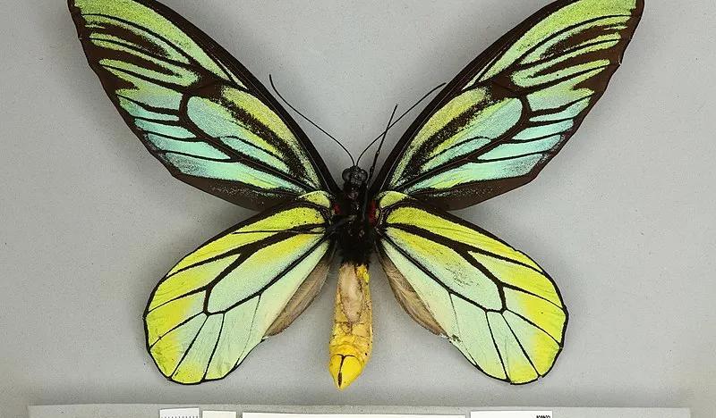 世界上最大的蝴蝶（亚历山大巨凤蝶是最大的蝴蝶吗）-第4张图片