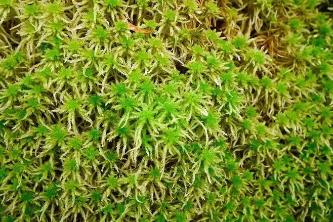 青苔属于草本植物吗，青苔属于什么蓝藻吗-第26张图片