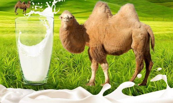 骆驼奶的味道和作用(骆驼奶什么味道真假能看出来吗)-第2张图片