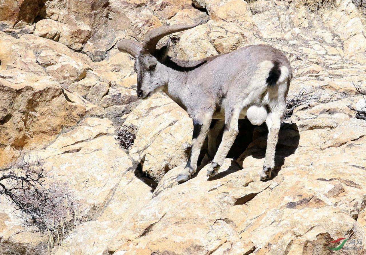为什么青藏高原上的羊能在垂直悬崖上跳跃奔跑-第12张图片