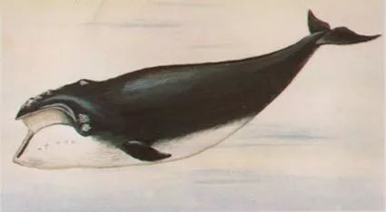 鲸鱼是什么动物,鲸鱼动物百科-第7张图片