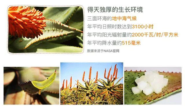 芦荟胶对痘痘和痘印有效果吗(每天晚上坚持涂芦荟胶的效果)-第9张图片 芦荟胶对痘痘和痘印有效果吗(每天晚上坚持涂芦荟胶的效果)-第9张图片