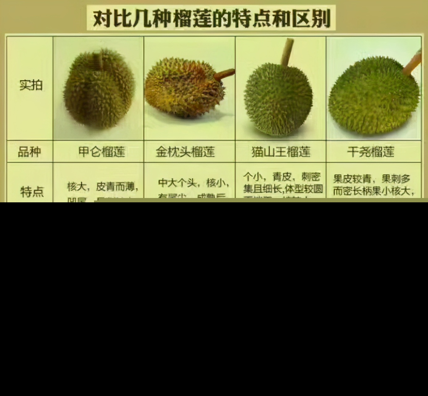 泰国甲伦榴莲介绍及图片（如何正确辨别出甲仑榴莲）-第5张图片