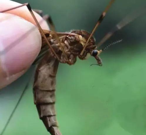 世界上最大的蚊子图片（最可怕蚊子有多大，吃人变异吗）-第6张图片