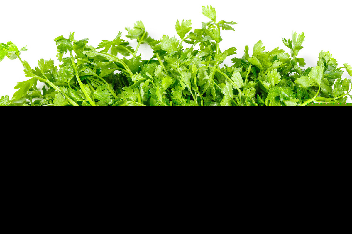 芹菜需要焯水吗（炒芹菜之前要用水焯一下好吃吗）-第1张图片