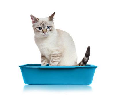 怎么处理拉尿的猫砂-第1张图片